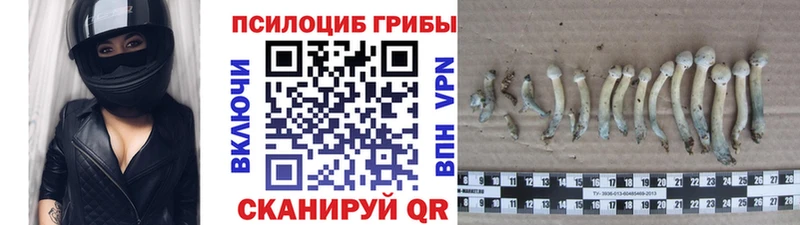 Псилоцибиновые грибы Psilocybe блэк спрут ТОР Кемь